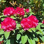 Pohorje Zen Garden *