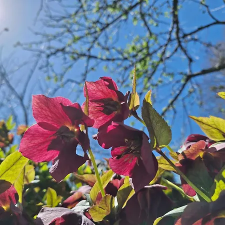 Pohorje Zen Garden Σπίτι διακοπών *