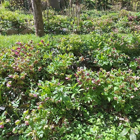 Počitniška hiša Pohorje Zen Garden *