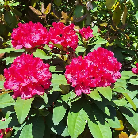 Pohorje Zen Garden *