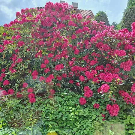 Pohorje Zen Garden * Hočko Pohorje