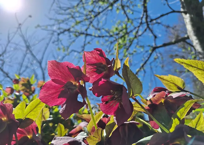 Pohorje Zen Garden بيت للعطل *