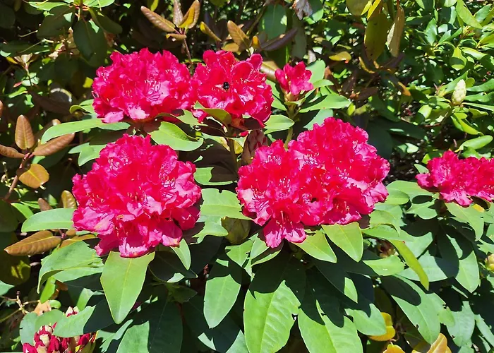 Pohorje Zen Garden *