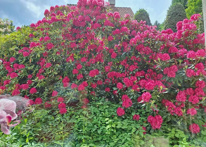 Pohorje Zen Garden * Hočko Pohorje